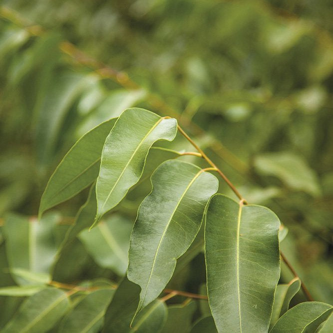 Eucalyptus Radiata Essentiële Olie | 10 ml