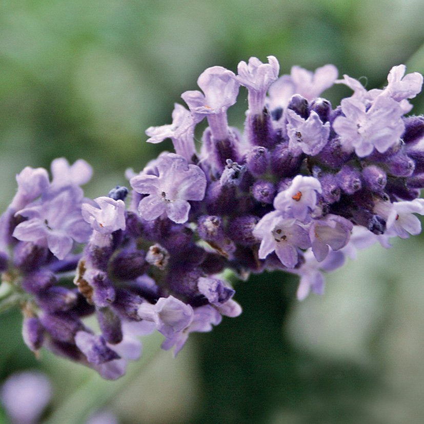 Lavendel Vera Essentiële Olie | 10 ml